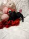 Chihuahua Puppies for sale in Trenton, FL 32693, USA. price: $500