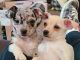 Chihuahua Puppies for sale in Greeley, CO, USA. price: NA