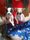 Chihuahua Puppies for sale in Cherryville, NC 28021, USA. price: $450