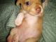 Chihuahua Puppies for sale in Wichita, KS, USA. price: $300
