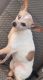 Chihuahua Puppies for sale in Detroit, MI, USA. price: $175