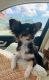 Chihuahua Puppies for sale in Jupiter, FL, USA. price: $2,000