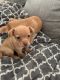 Chihuahua Puppies for sale in Pomona, CA, USA. price: $300