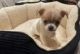 Chihuahua Puppies for sale in Youngstown, OH, USA. price: $300
