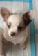 Chihuahua Puppies for sale in Elverson, PA 19520, USA. price: $1,200