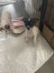 Chihuahua Puppies for sale in Bedford, PA 15522, USA. price: $600