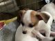 Chihuahua Puppies for sale in Bedford, PA 15522, USA. price: NA