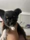 Chihuahua Puppies for sale in Oakland Park, FL 33311, USA. price: $3,000