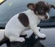 Chihuahua Puppies for sale in Kissimmee, FL, USA. price: $800