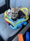 Chihuahua Puppies for sale in Stamford, CT, USA. price: $2,000