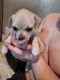 Chihuahua Puppies for sale in Clinton County, PA, USA. price: $375