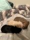 Chihuahua Puppies for sale in Parkersburg, WV, USA. price: $800