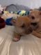 Chihuahua Puppies for sale in Youngstown, OH, USA. price: $600