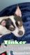 Chihuahua Puppies for sale in Naperville, IL, USA. price: $900