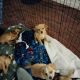 Chihuahua Puppies for sale in Manteca, CA, USA. price: $225