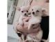 Chihuahua Puppies for sale in California City, CA, USA. price: $500