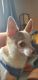 Chihuahua Puppies for sale in Livonia, MI, USA. price: $500