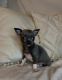 Chihuahua Puppies for sale in Clackamas, OR, USA. price: $800