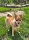 Chihuahua Puppies for sale in Monmouth, OR 97361, USA. price: $77,500