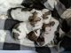 Chihuahua Puppies for sale in Dudley, MA 01571, USA. price: NA