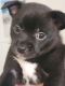 Chihuahua Puppies for sale in Pittsburgh, PA, USA. price: $800