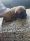 Chihuahua Puppies for sale in Terryville, Plymouth, CT, USA. price: $1,400