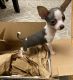 Chihuahua Puppies for sale in Baltimore, MD, USA. price: $900