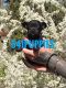 Chihuahua Puppies for sale in Medford, OR, USA. price: $1,200