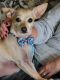 Chihuahua Puppies for sale in Clinton Twp, MI, USA. price: NA