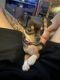 Chihuahua Puppies for sale in Denver, CO 80219, USA. price: NA