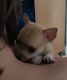 Chihuahua Puppies for sale in Clinton County, PA, USA. price: $425