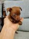 Chihuahua Puppies for sale in Travelers Rest, SC, USA. price: $600