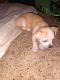Chihuahua Puppies for sale in Satsuma, FL 32189, USA. price: NA