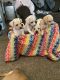 Chihuahua Puppies for sale in San Jose, CA, USA. price: $300