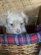 Chihuahua Puppies for sale in Greene, NY 13778, USA. price: $500