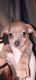 Chihuahua Puppies for sale in Marion, OH 43302, USA. price: $1,500