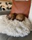 Chihuahua Puppies for sale in Frisco, TX, USA. price: $300