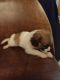 Chihuahua Puppies for sale in 8578 Pine Bluff Rd, Bicknell, IN 47512, USA. price: $300