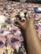 Chihuahua Puppies for sale in Allentown, PA 18102, USA. price: $95,000
