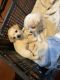 Chihuahua Puppies for sale in Nampa, ID, USA. price: $250
