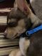 Chihuahua Puppies for sale in Lumberton, NC, USA. price: $450