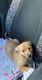 Chihuahua Puppies for sale in Fayetteville, NC, USA. price: $200