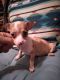 Chihuahua Puppies for sale in 3251 Strickland Rd, Lakeland, FL 33810, USA. price: $600