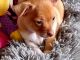 Chihuahua Puppies for sale in Tacoma, WA, USA. price: $400