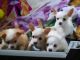 Chihuahua Puppies for sale in Omaha, NE 68105, USA. price: $800