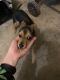 Chihuahua Puppies for sale in Hobbs, NM, USA. price: $115