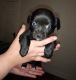 Chihuahua Puppies for sale in Nashua, NH, USA. price: NA