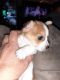 Chihuahua Puppies for sale in Wapato, WA 98951, USA. price: $250