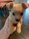 Chihuahua Puppies for sale in Charlotte, NC, USA. price: $300