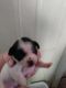 Chihuahua Puppies for sale in Des Moines, IA, USA. price: $900